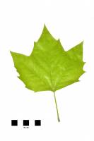 Platane - feuille sur fond blanc (Platunus acerifolia)